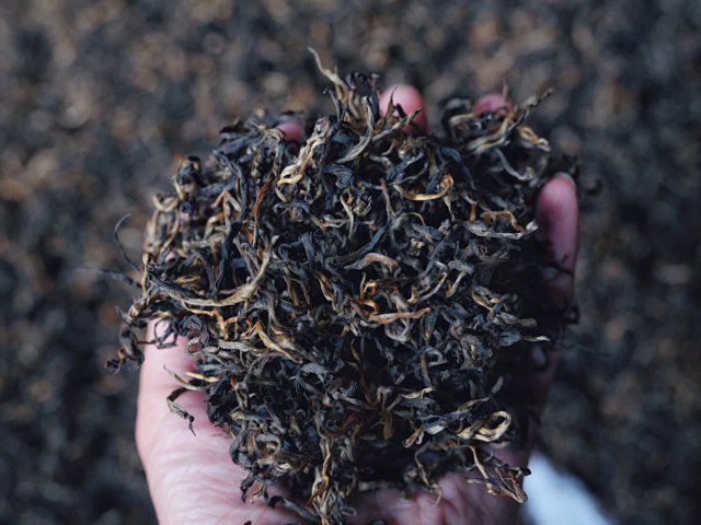 Ancient Tree Black Tea detail 9